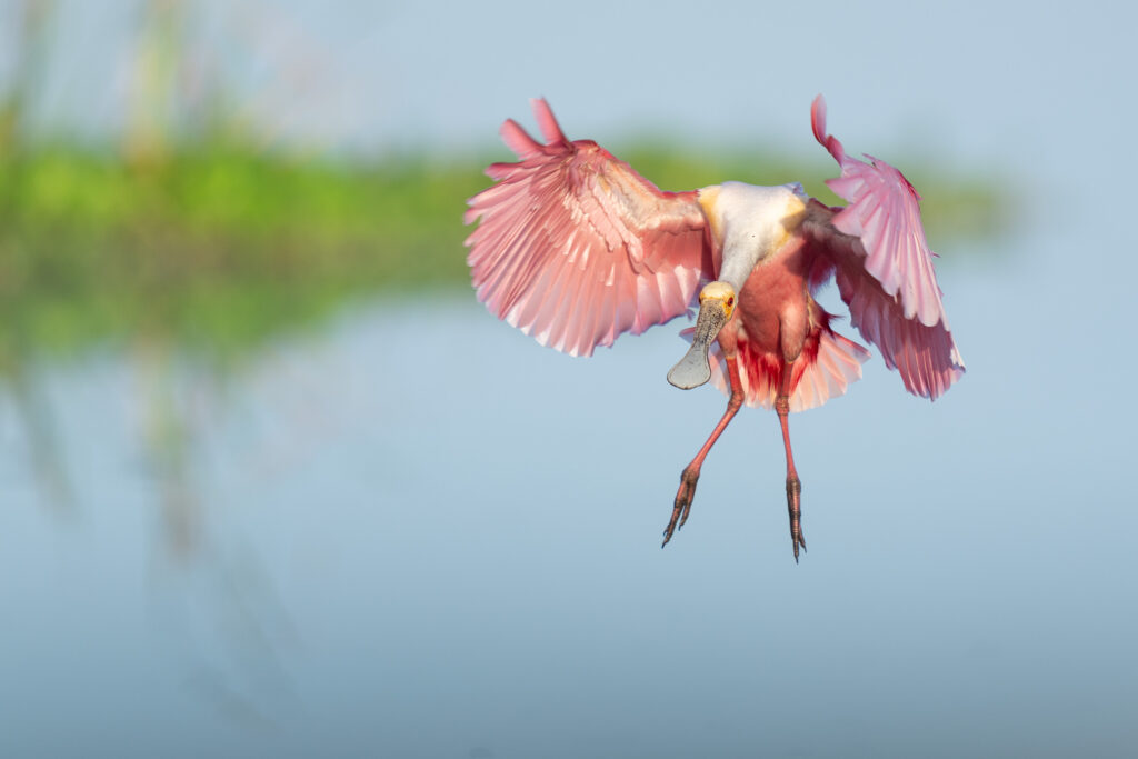 roseate spoonbill dsc09234